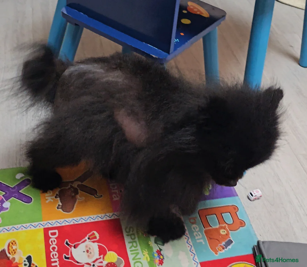Pomeranian dogs for sale: Male Pedigree Pomeranian Dog - Advert 5
