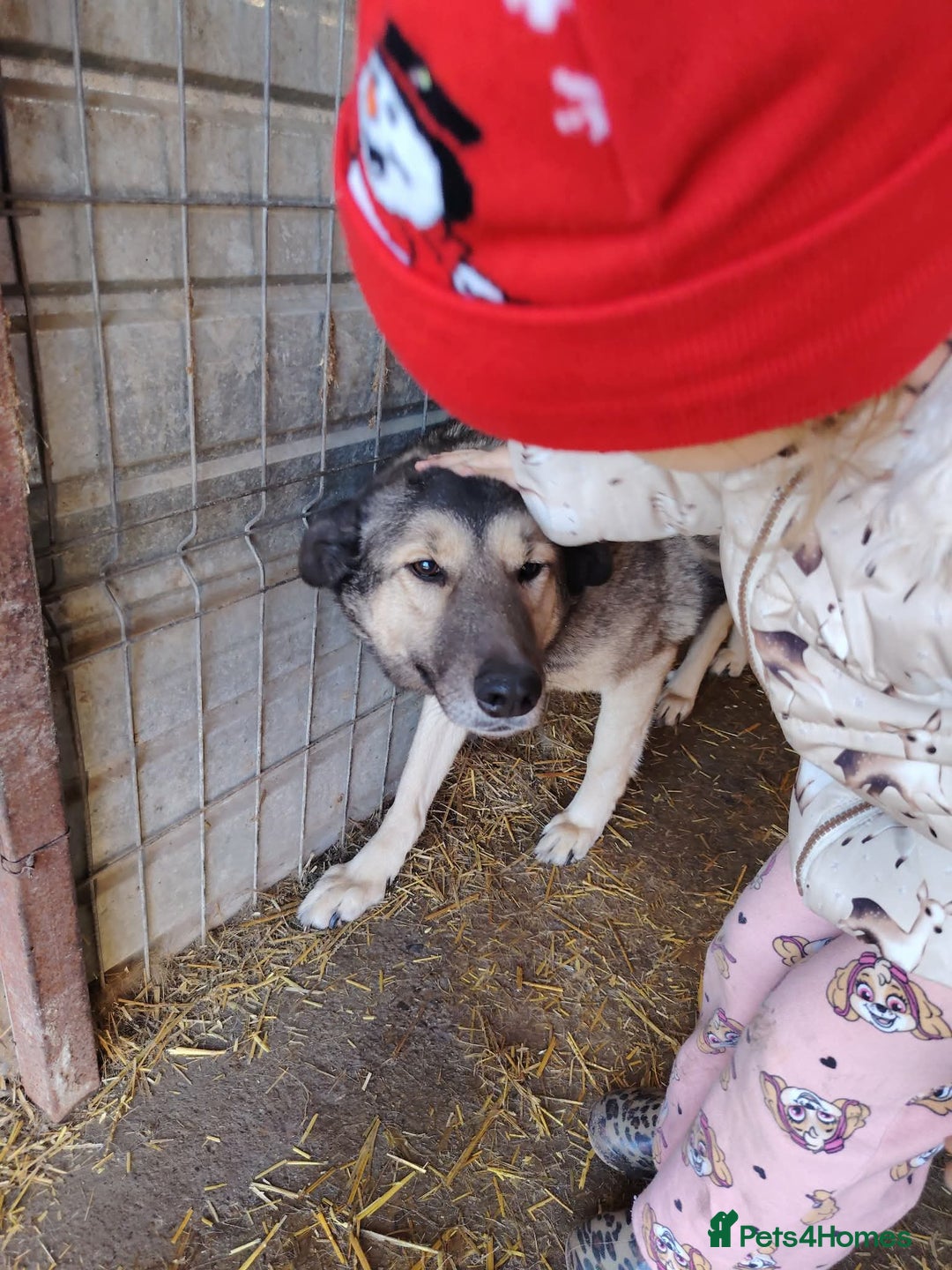 Mixed Breed dogs for adoption: Orville 💙 - Advert 6