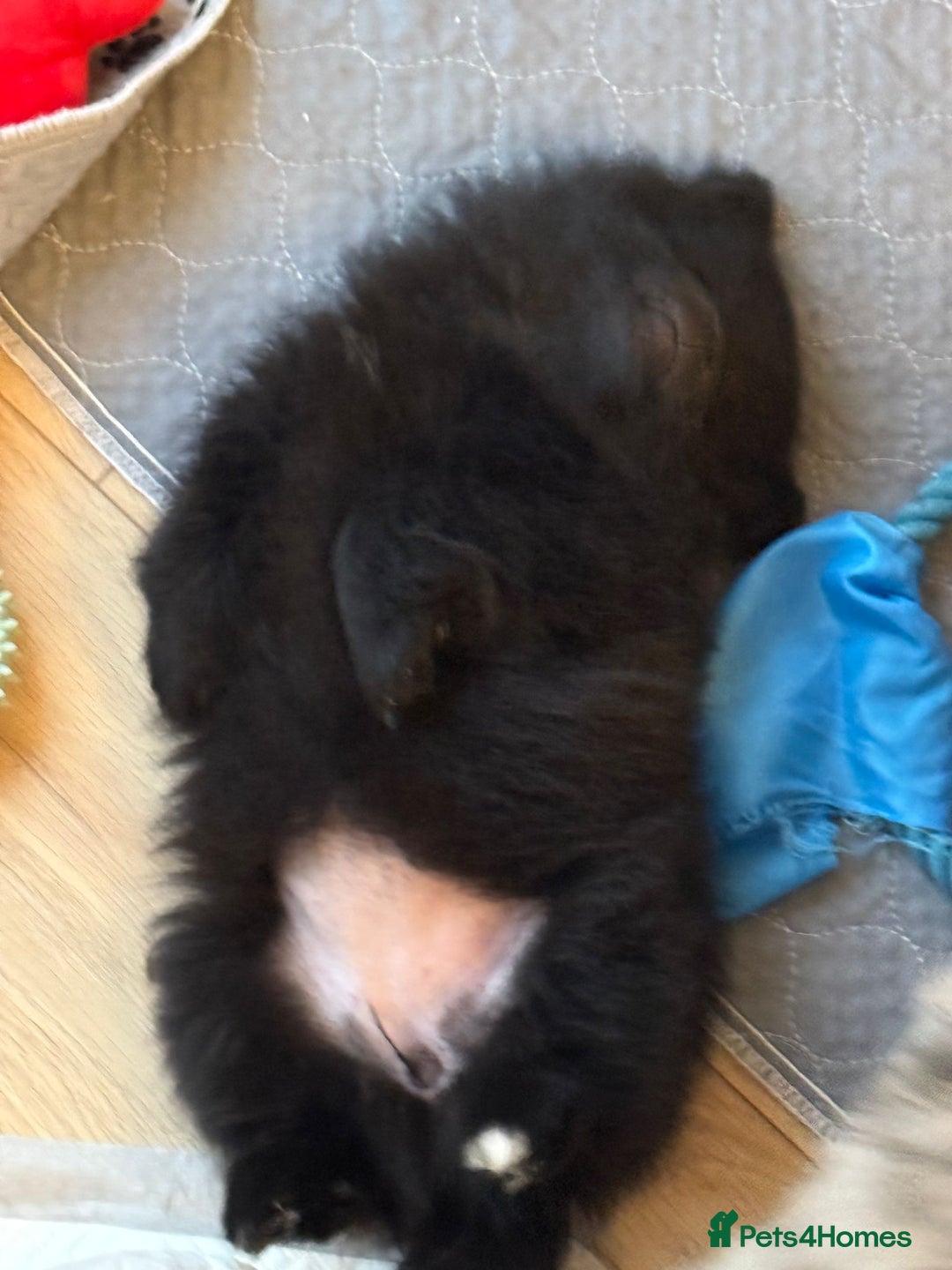 Pomeranian dogs for sale: Pomeranians - ONLY BLACK BOY LEFT - Advert 5