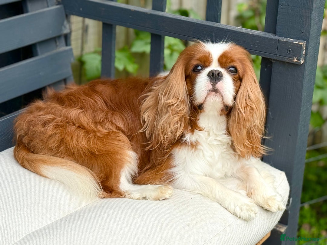 Cavalier King Charles Spaniel dogs for stud: KC Reg Health Tested Excellent Pedigrees for STUD in Nottingham - Image 1