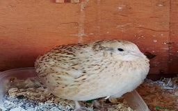 Quail poultry for sale: Quail for sale - Image 2