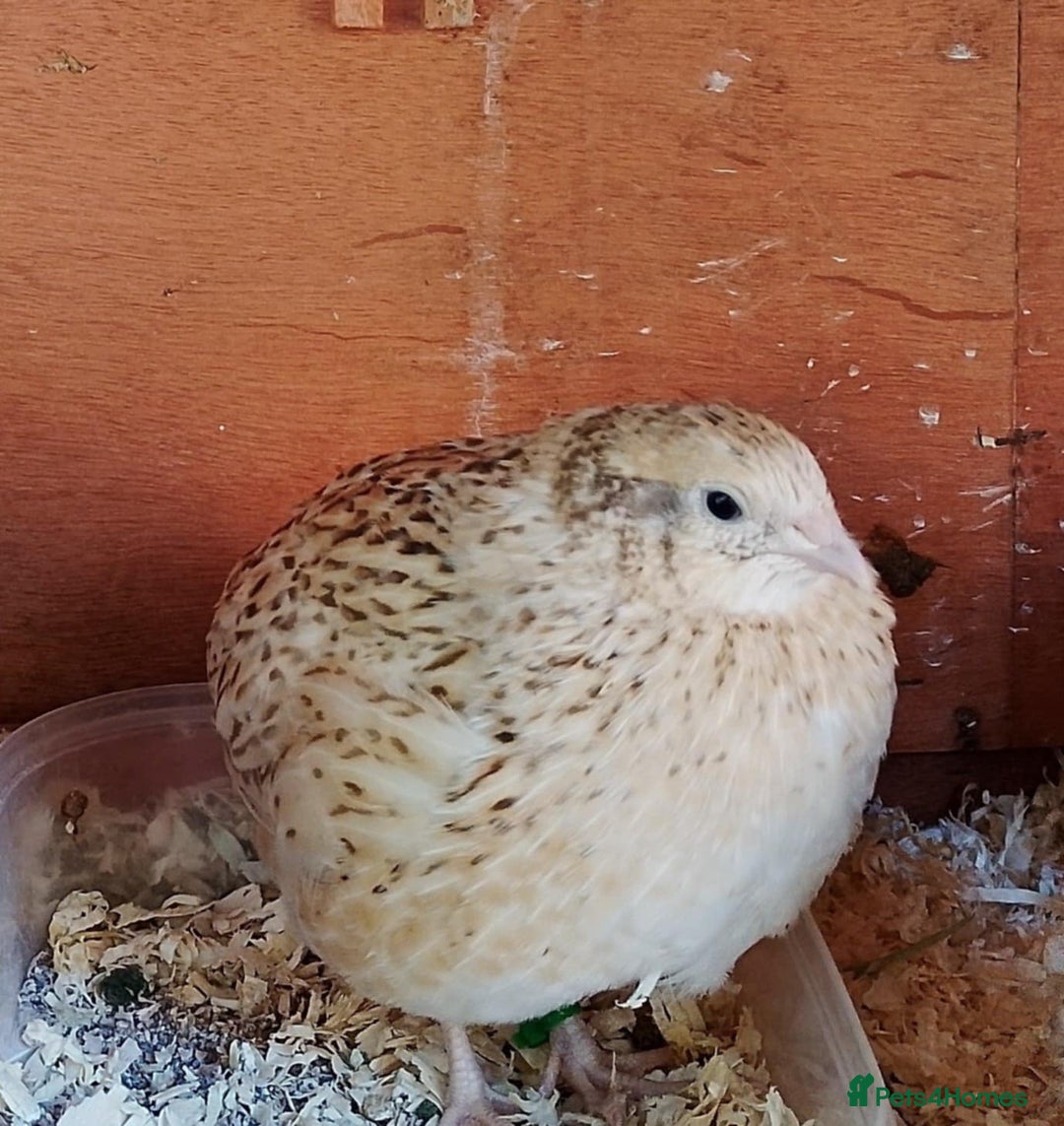 Quail poultry for sale: Quail for sale - Image 2