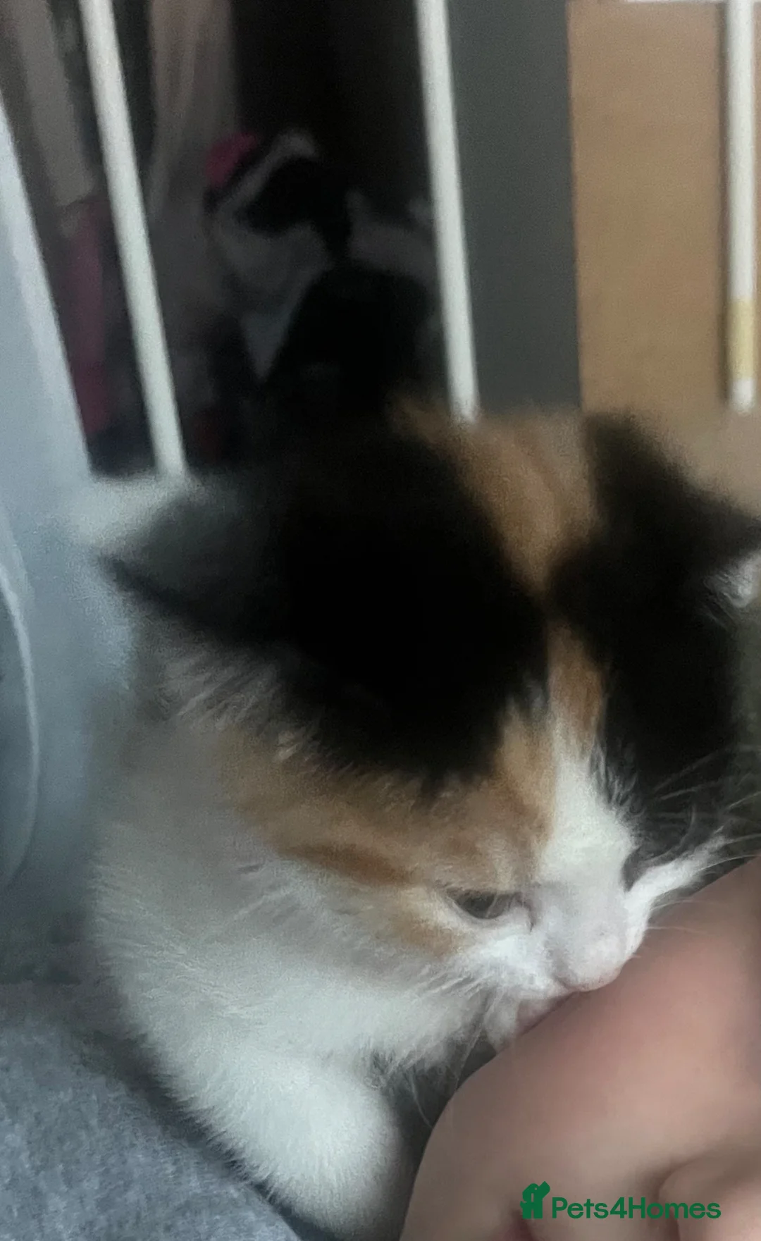 Mixed Breed cats for sale: Kitten for sale  in Stockport - Advert 2