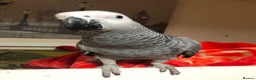 Parrots birds for sale: Super silly Congo baby African grey set up  - Advert 5