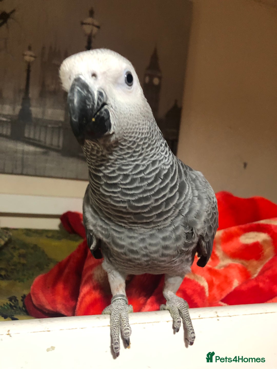 Parrots birds for sale: Super silly Congo baby African grey set up  - Advert 5
