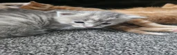 Mixed Breed cats for sale: Beautiful tabby cross kittens for sale  - Advert 15