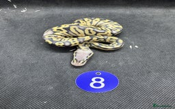 Python Snake reptiles for sale: Royal pythons from £60 - Image 6