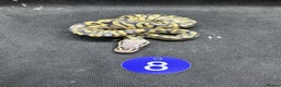 Python Snake reptiles for sale: Royal pythons from £60 - Advert 5