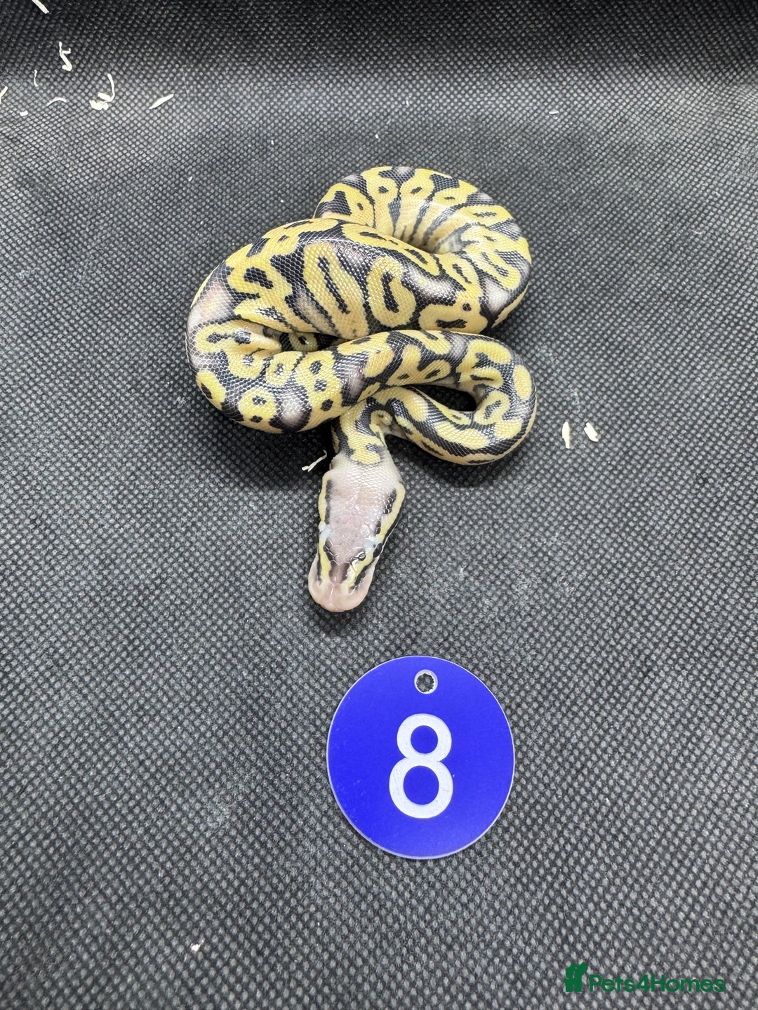 Python Snake reptiles for sale: Royal pythons from £60 - Image 6