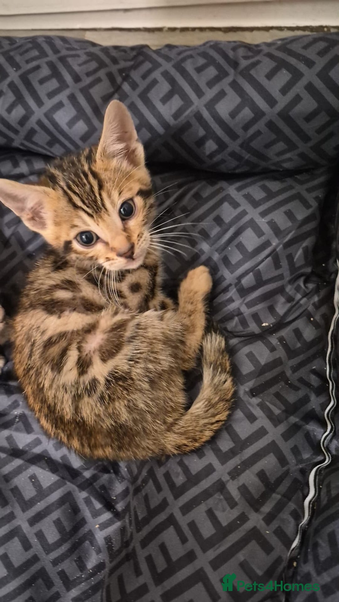 Bengal cats for sale: Beautiful bengal kittens  - Advert 29