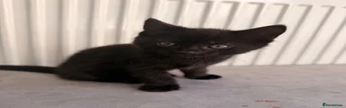 Domestic Shorthair 1