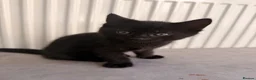 Domestic Shorthair cats for sale: X2 black male kittens one fluffy one short haired  in Broxbourne - Advert 2