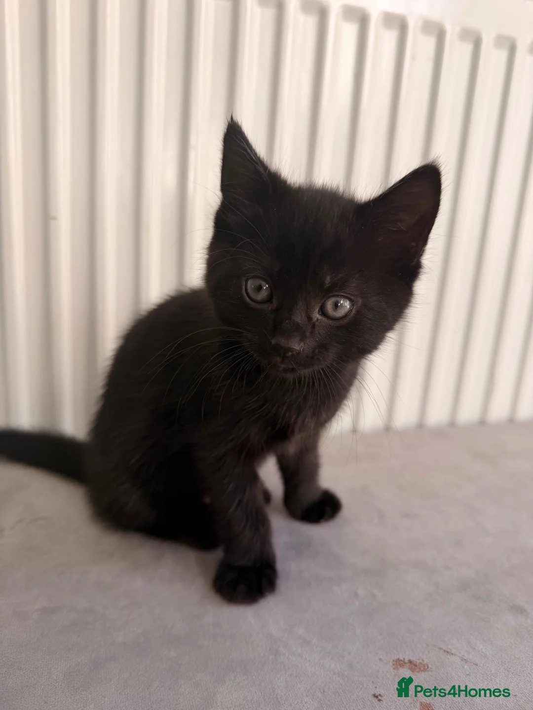 Domestic Shorthair cats for sale: X2 black male kittens one fluffy one short haired  in Broxbourne - Advert 2