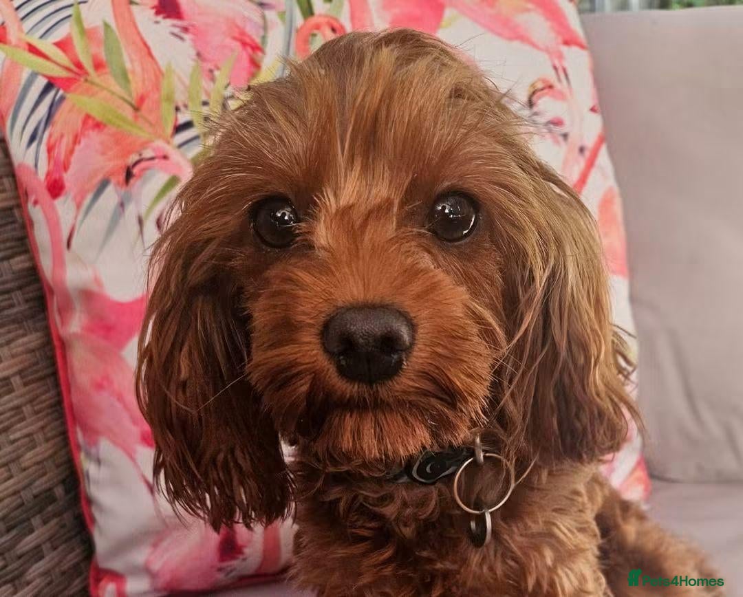 Cavapoo dogs Licensed breeder tiny toy red cavapoo pups  - Advert 2