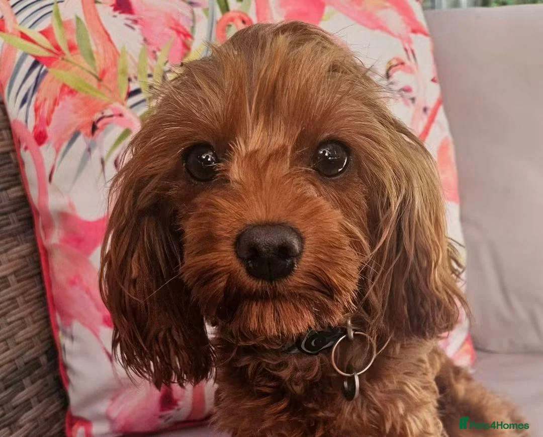 Cavapoo dogs for sale: Licensed breeder tiny toy red cavapoo pups  - Advert 2