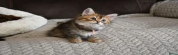 Siberian cats for sale: Pedigree Siberian Kittens from Tunguska House - Advert 20