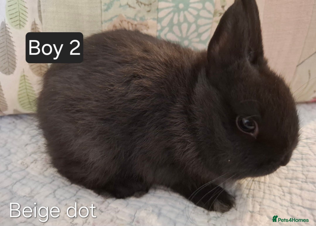 Netherland Dwarf rabbits Purebred Netherland Dwarf Young Rabbits  - Advert 11