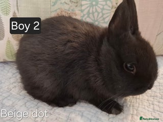 Netherland Dwarf rabbits Purebred Netherland Dwarf Young Rabbits - Advert 5