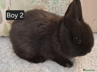 Netherland Dwarf rabbits Purebred Netherland Dwarf Young Rabbits - Advert 15