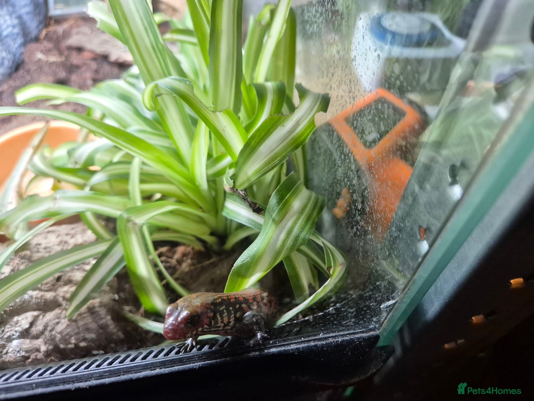Skink reptiles for sale: African Fire Skinks for Sale - Image 3