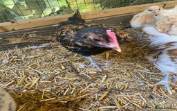 Chickens poultry for sale: Trio of bantams - Image 4
