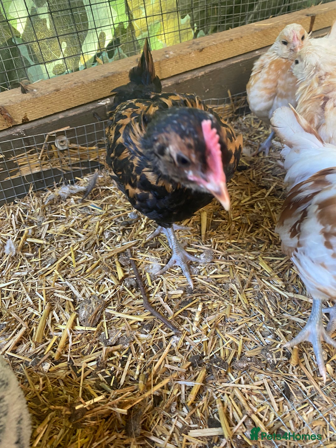 Chickens poultry for sale: Trio of bantams - Image 4