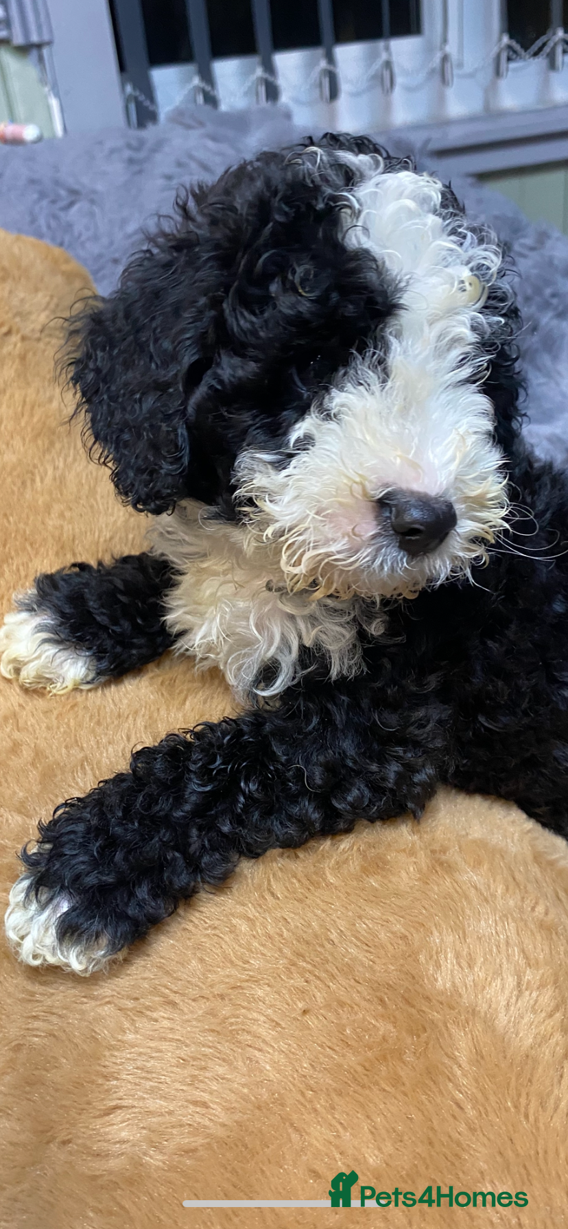Toy Poodle dogs Beautiful Toy Poodle Pups READY TO LEAVE NOW - Advert 18