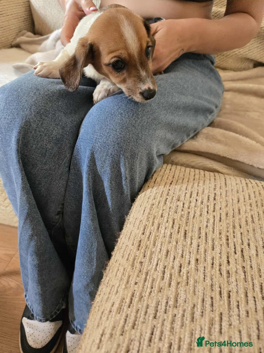 Dachshund dogs for sale: Dachshund x cavachon pups for sale - Image 3