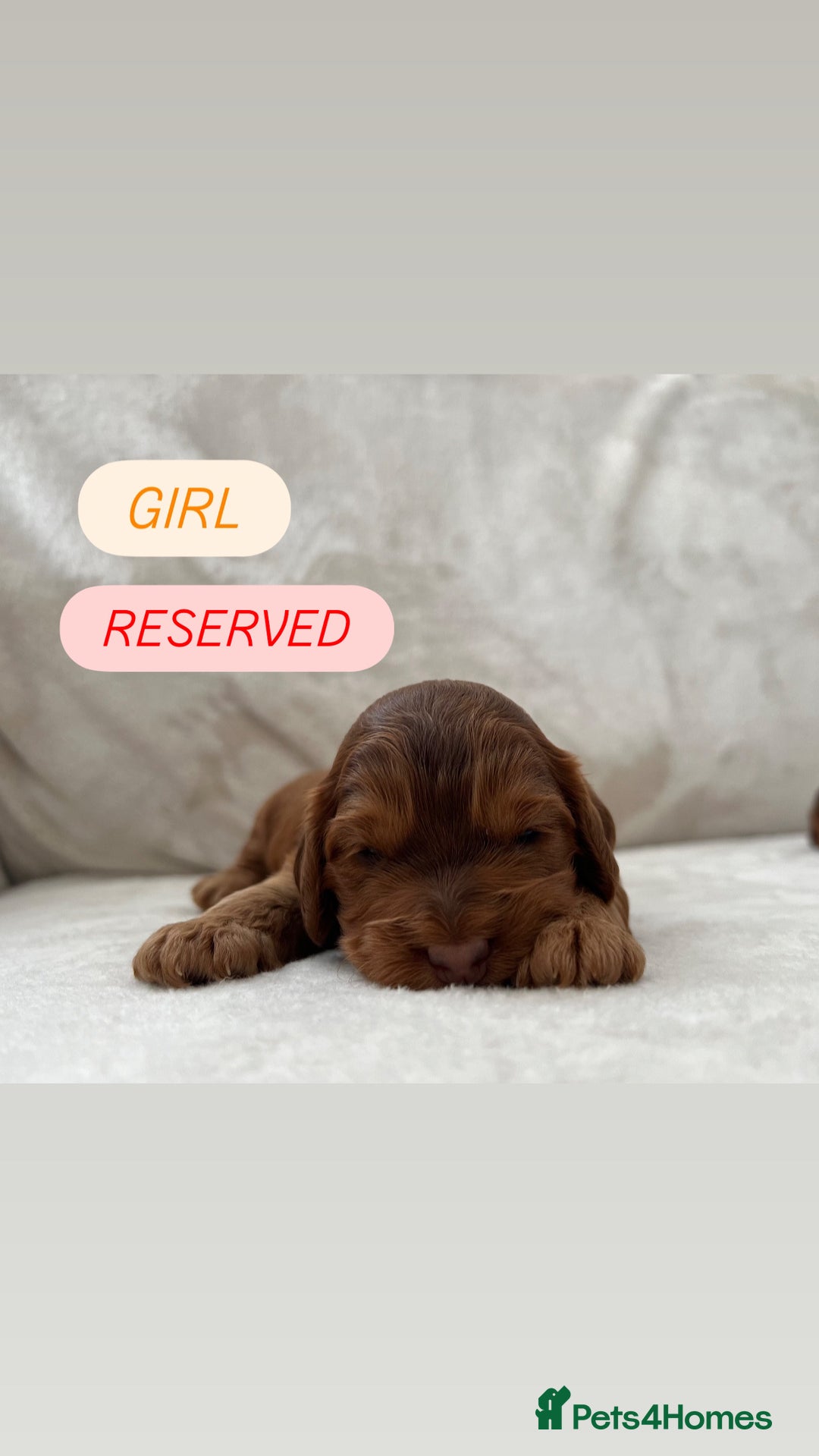 Cockapoo dogs for sale: F1 Show Type Cockapoo Puppies - Image 4