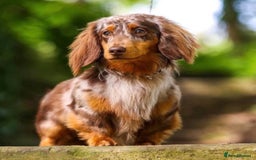 Miniature Dachshund dogs for sale: Chocolate & tan long haired miniature dachsund - Image 4