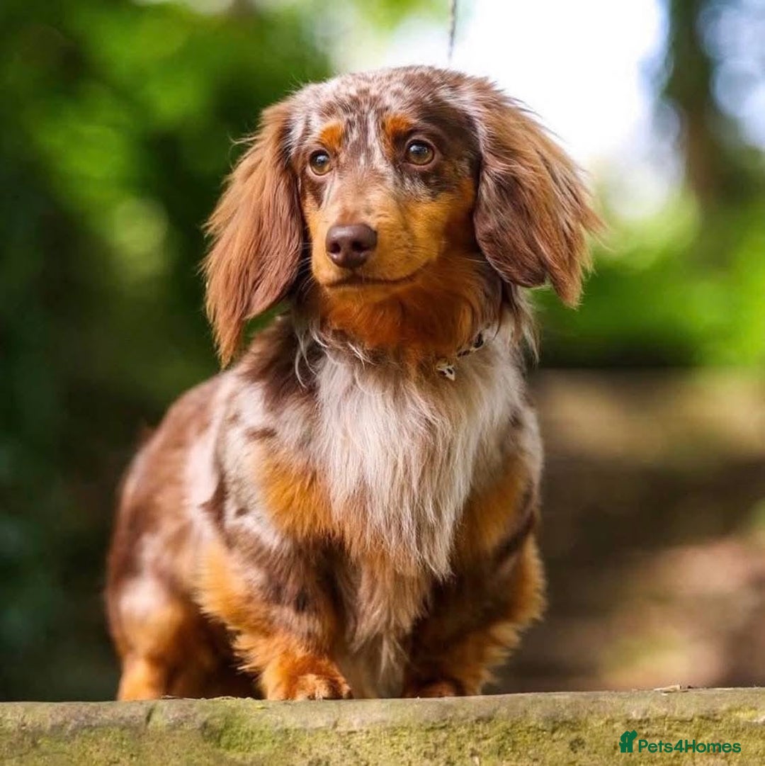 Miniature Dachshund dogs for sale: Chocolate & tan long haired miniature dachsund - Image 4