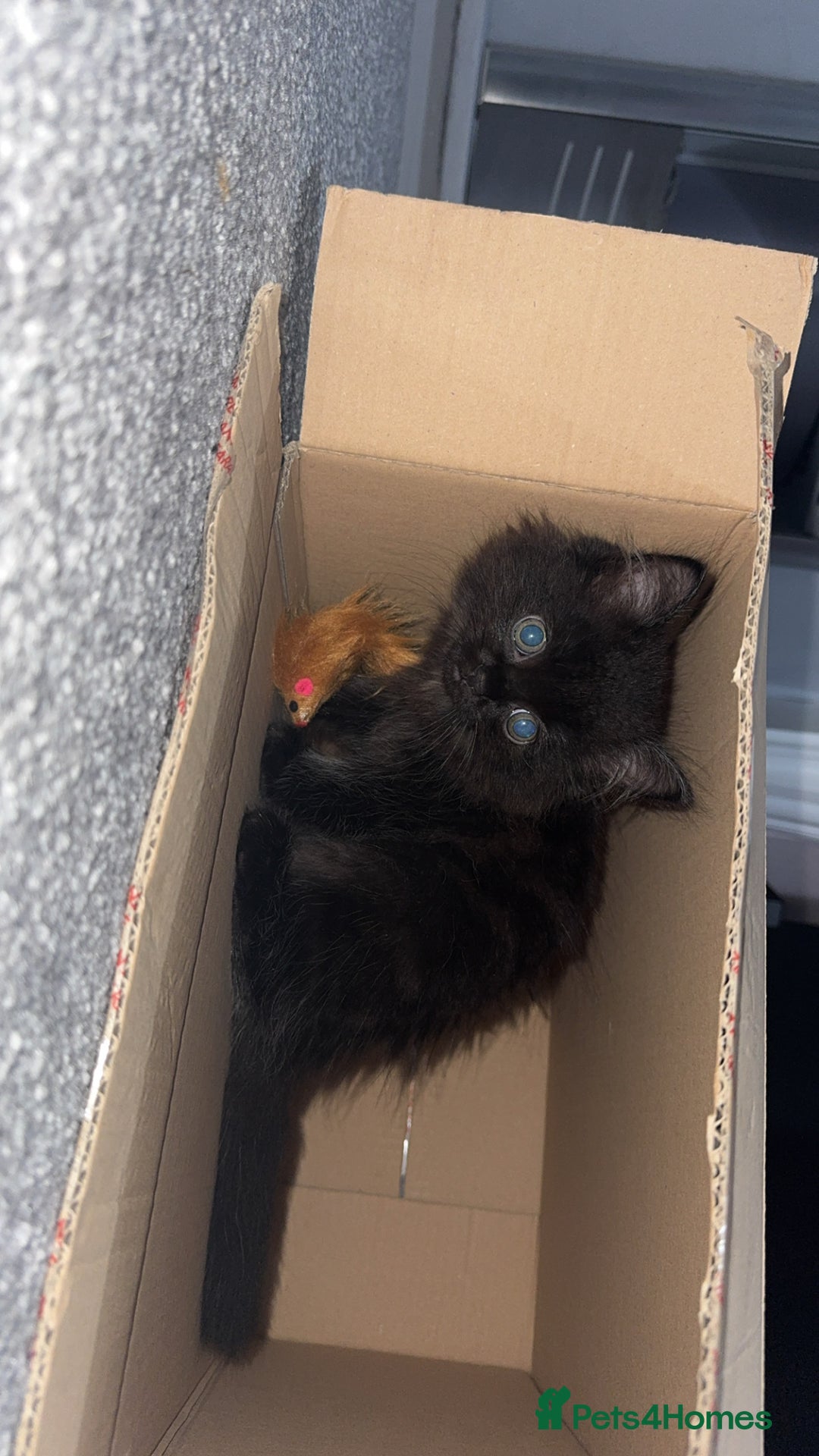 Mixed Breed cats for sale: 2 black half ragdoll kittens - Image 5