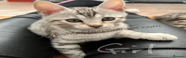 Bengal Silverstorm