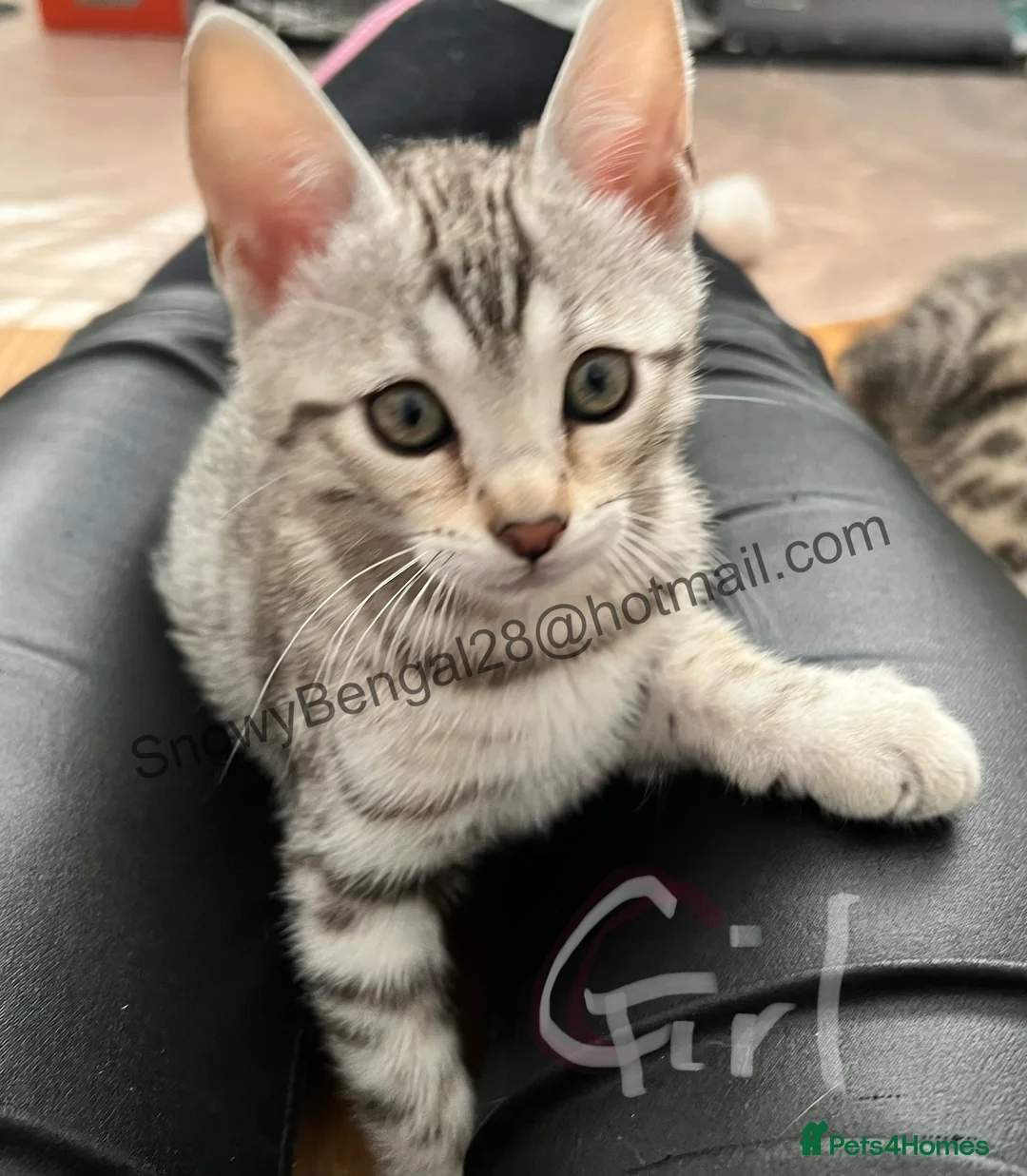 Bengal cats for sale: Bengal silverstorm and brown Rosette kittens - Advert 2