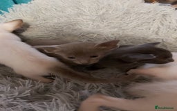 Oriental cats for sale: Full Pedigree Oriental 6 Kittens XL size ears GCCF - Image 14