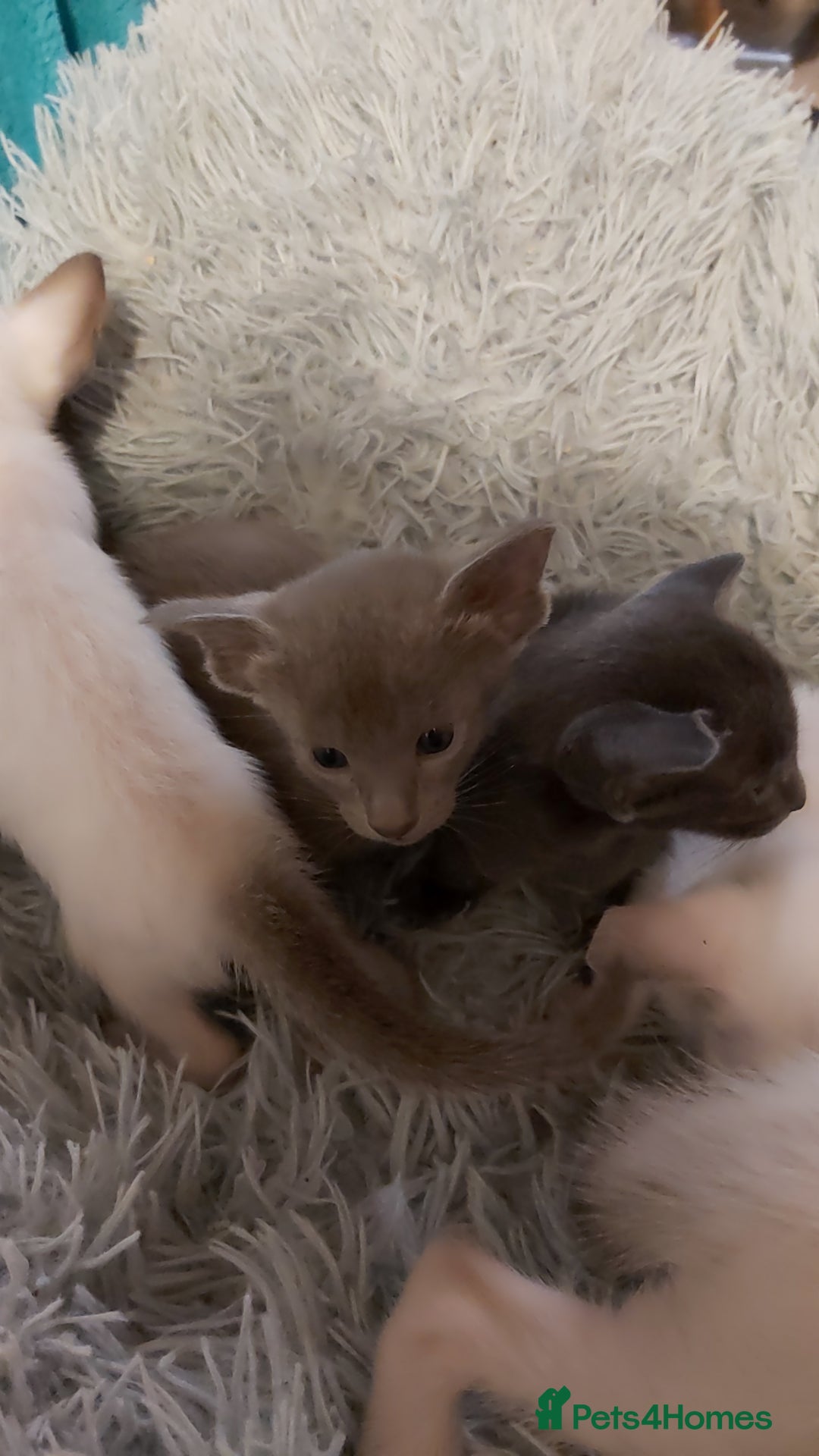 Oriental cats for sale: Full Pedigree Oriental 6 Kittens XL size ears GCCF - Image 14