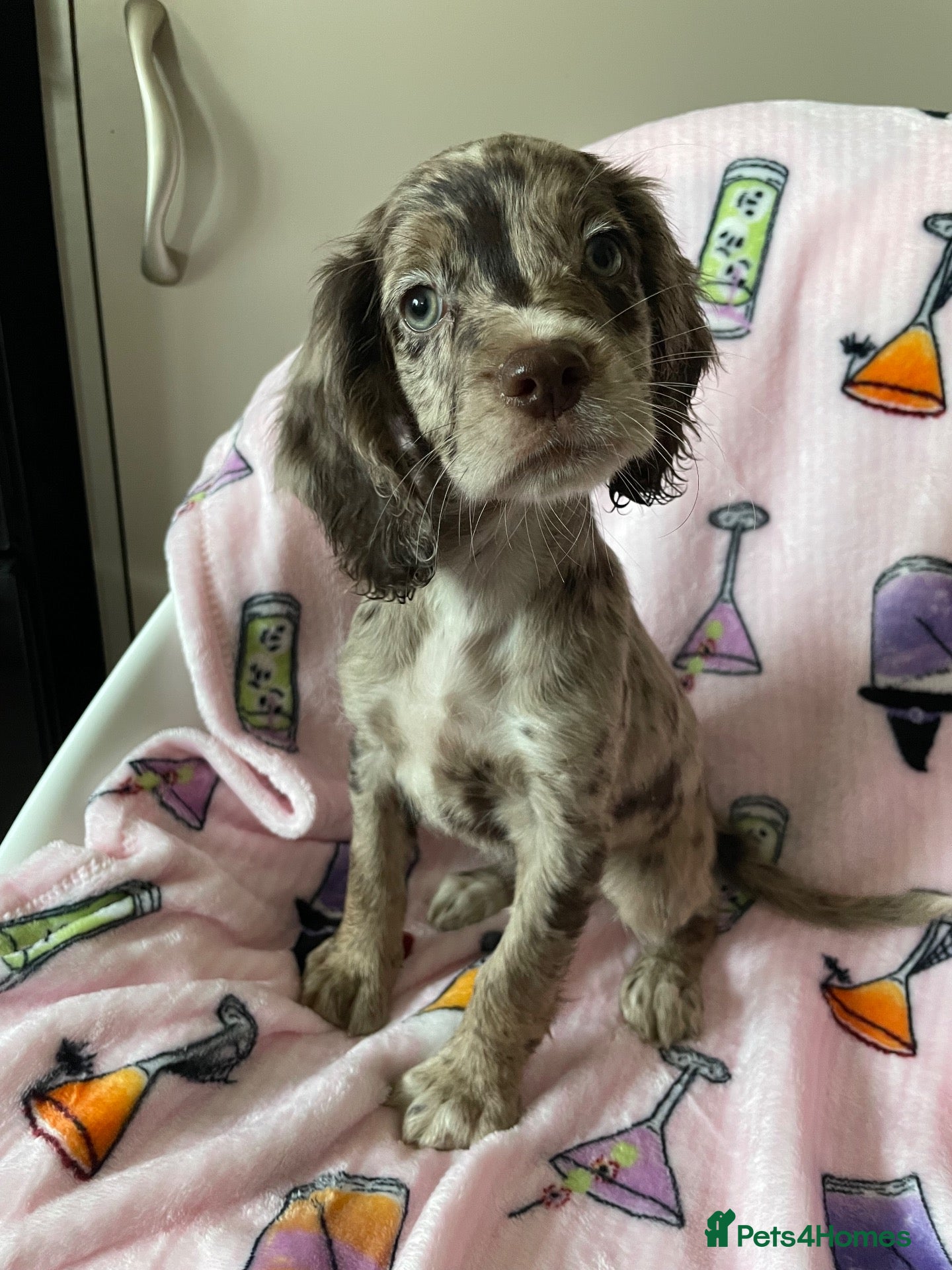 Cocker Spaniel dogs Working Cocker spaniel puppy’s 07.10available  - Advert 18