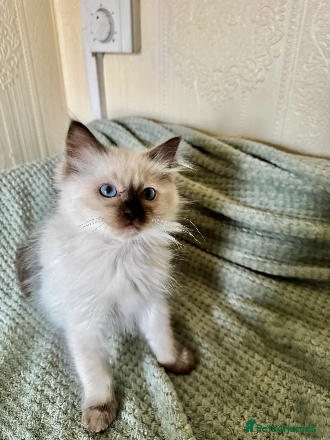Ragdoll cats for sale: Beautiful Ragdoll kittens  - Advert 9