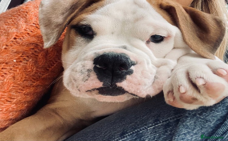 Alapaha Blue Blood Bulldog dogs - Advert 2