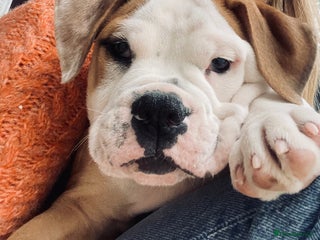 Alapaha Blue Blood Bulldog dogs - Advert 10