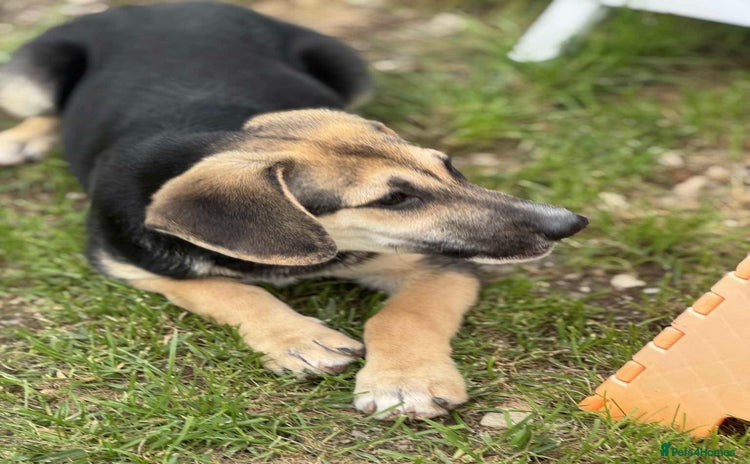 Mixed Breed dogs - Advert 2