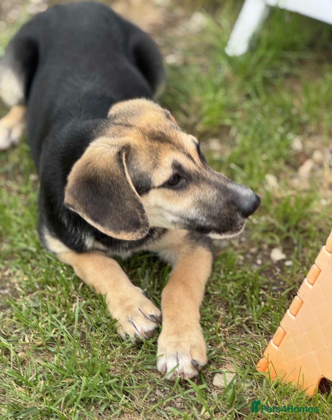 Mixed Breed dogs for adoption: DARIA -  a superb little girl, for a Loving Home - Image 1