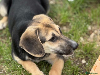 Mixed Breed dogs - Advert 15