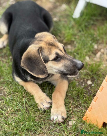 Mixed Breed dogs - Advert 5