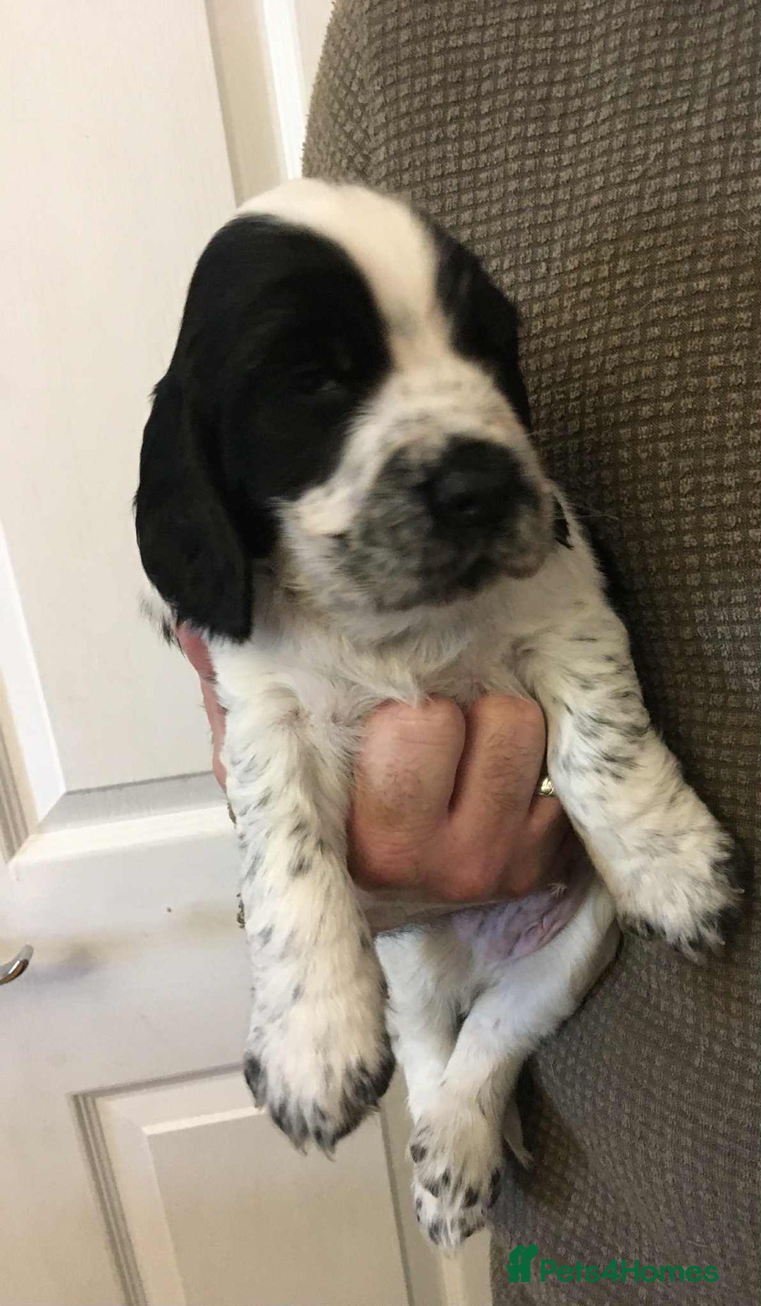 Sprocker dogs for sale: Adorable F1 Sprocker Spaniel Babies.  - Advert 30