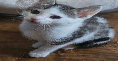 Mixed Breed cats - Advert 4