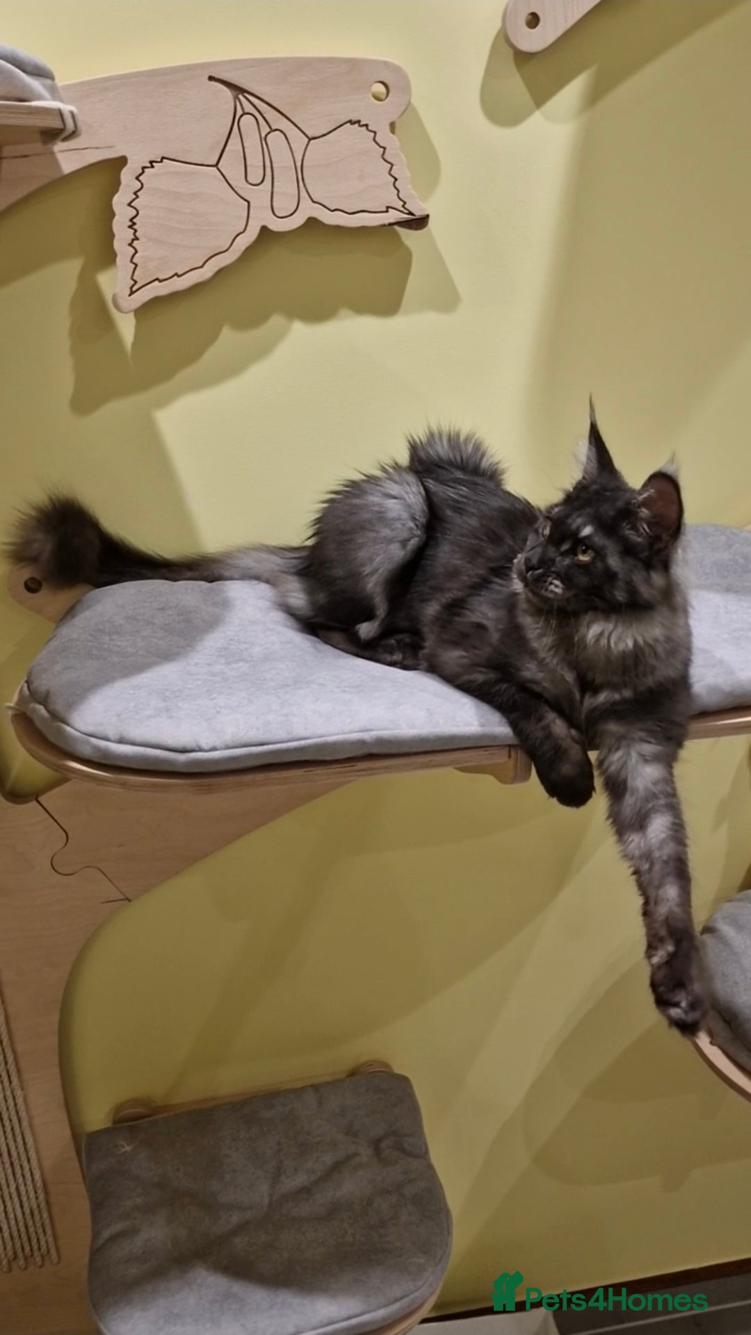 Maine Coon cats for sale: 🌟Exceptional Purebred Maine Coon girls🌟 - Advert 5