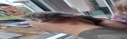 Maine Coon cats for sale: Maine Coon kittens ( 3weeks old ) - Advert 13