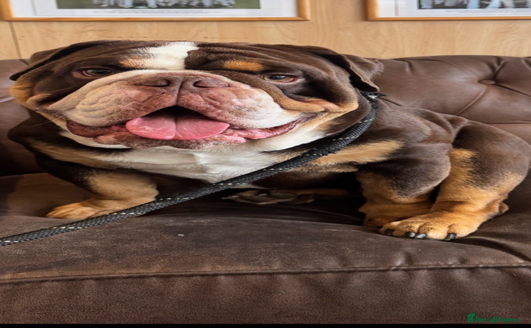 English Bulldog dogs - Advert 2