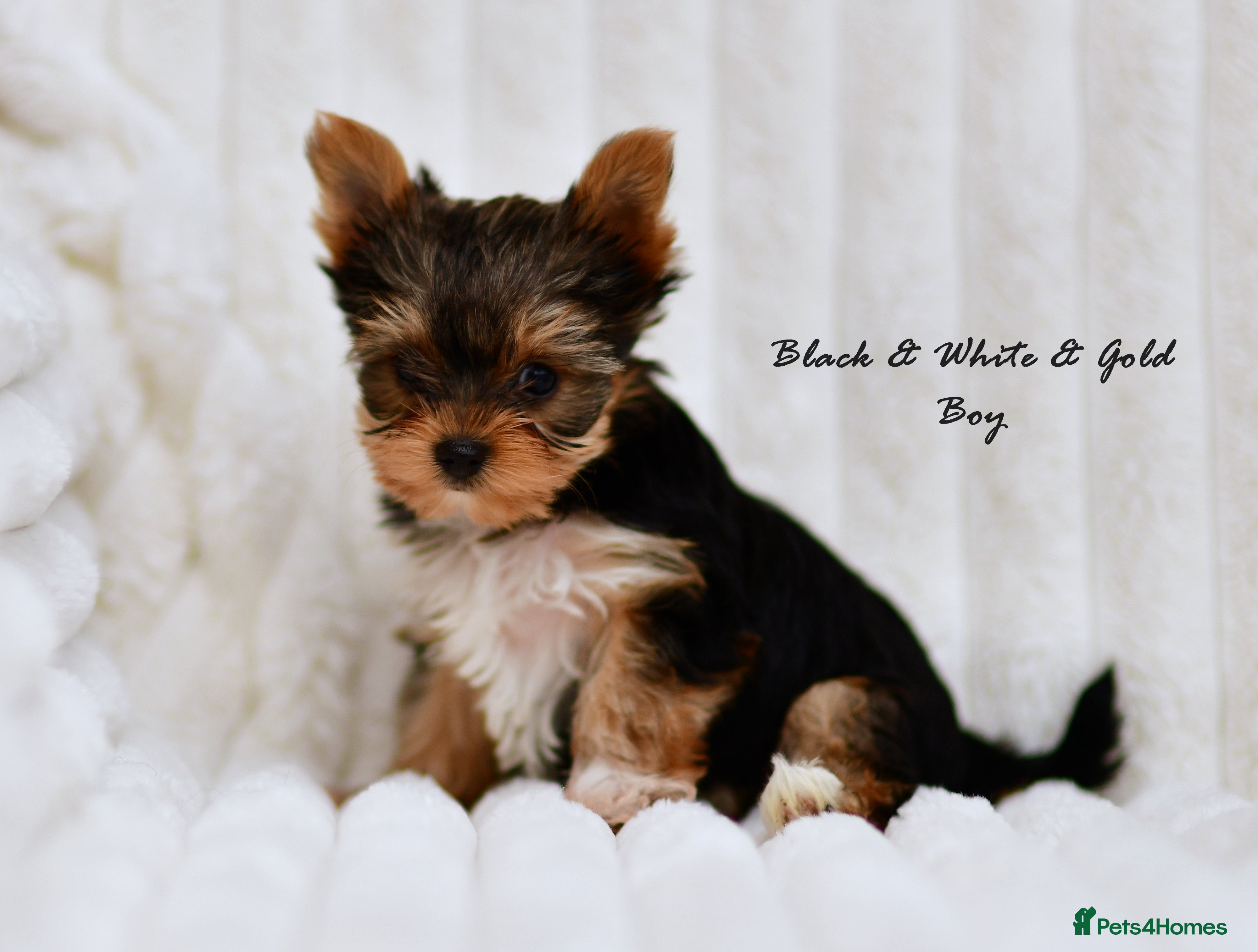 Yorkshire Terrier dogs IHR / KC CUTE MERLE YORKIES BLUE EYES - Advert 4